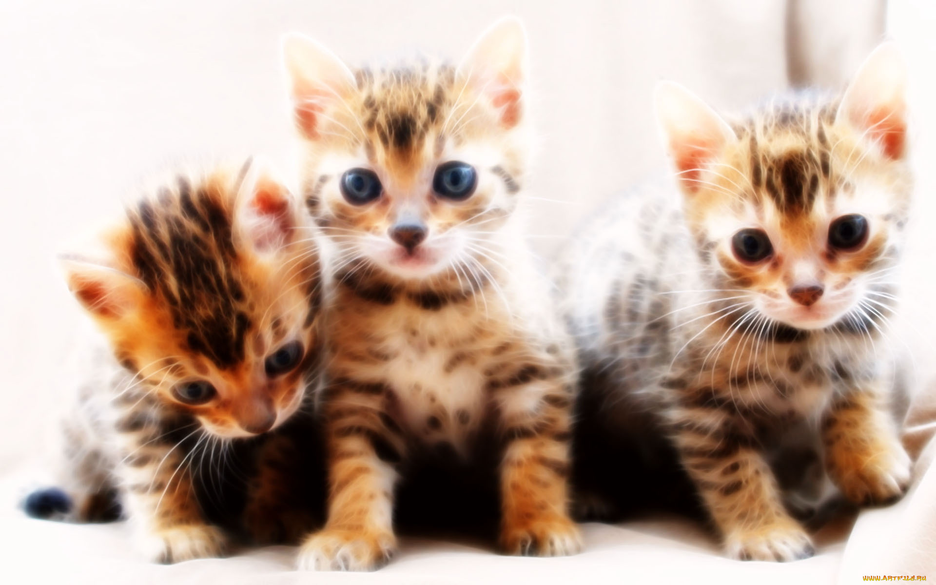 3, , animals, , 